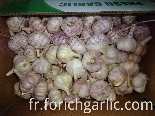 Fresh Normal White Garlic Crop 2019
